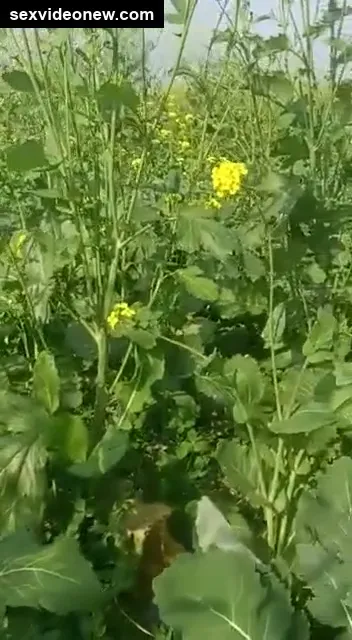 Old Sardar ji fucking farm labor hard in xxx mms
