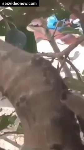 Young desi college girl outdoor fucking viral